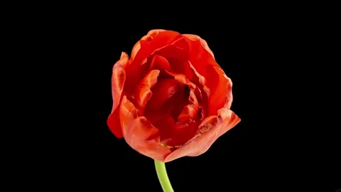 Timelapse of red tulip flower blooming on black background, Tulip flowers Stock Footage 250959290