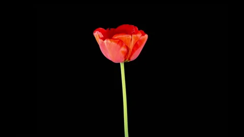 Timelapse of Red Tulip Flower Opening Stock Footage 273575251