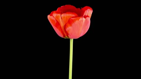Timelapse of Red Tulip Flower Opening Stock Footage 274645646