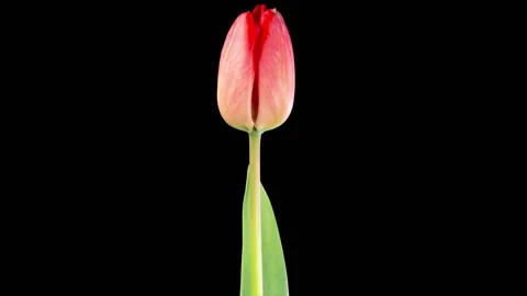 Timelapse of Red Tulip Flower Opening Stock Footage 308461877