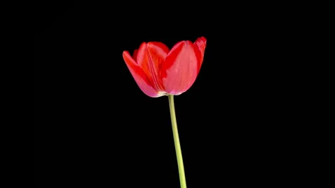 Timelapse of Red Tulip Flower Opening Stock Footage 313533476