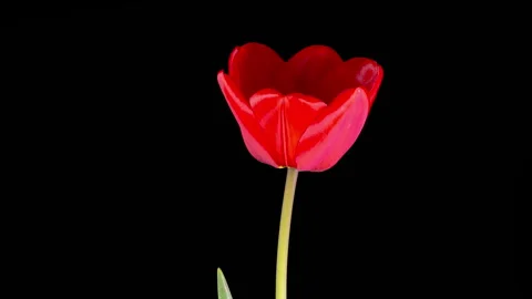 Timelapse of Red Tulip Flower Opening Stock Footage 320469074