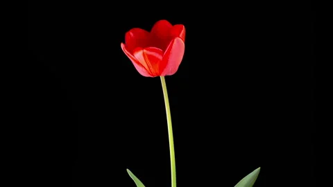 Timelapse of Red Tulip Flower Opening Stock Footage 324737123