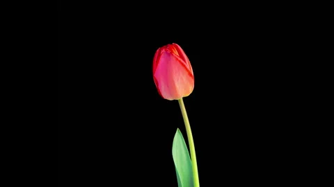 Timelapse of Red Tulip Flower Opening Stock-Footage 333127255