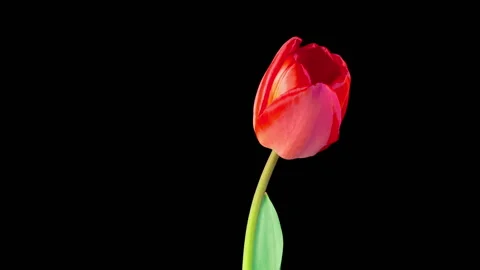Timelapse of Red Tulip Flower Opening 스톡 동영상 334056137