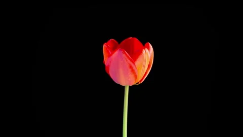 Timelapse of Red Tulip Flower Opening Stock Footage 346620824
