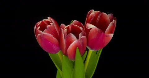 Timelapse of red tulips flower blooming on white background. Stock Footage 129473447