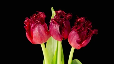 Timelapse of Red Tulips Flowers Opening 库存影片 178115786