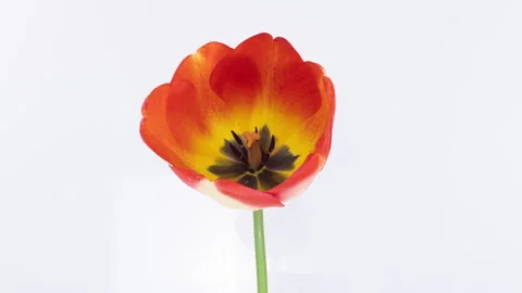 Timelapse of red yellow tulip flower blooming on white background, close-up Stock Footage 274523645