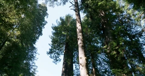 Timelapse Redwoods With Light Passing Through Stock Footage 256044557