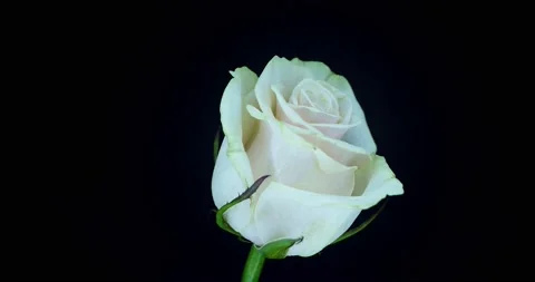 Timelapse of resurrection Renate Rose Stock Footage 145613027