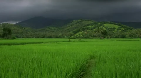 Timelapse rice field Stock-Footage 11552604