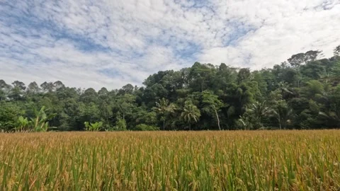Timelapse of rice field scenery with fast moving clouds Stock Footage 320915218