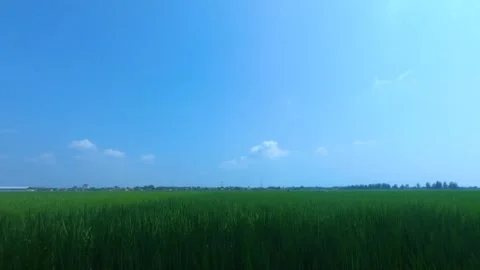 Timelapse rice field under clear blue sky Stock Footage 244305035
