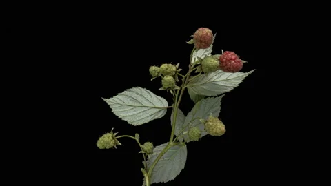 Timelapse of ripening raspberries Stock Footage 119120318