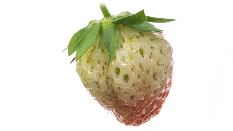 Timelapse of ripening strawberry on white background, Stock Footage 132532098