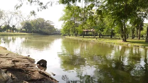 Timelapse ripple pond in the park. Stock Footage 50311574