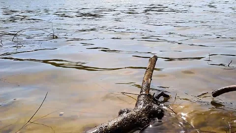 Timelapse river bank with a branch from a tree Stock Footage 129092533