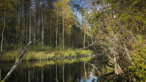 Timelapse. River in forest. Autumn. 스톡 동영상 116781344