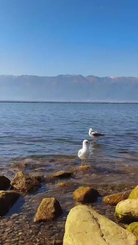 Timelapse of Rolling Sea of Clouds at Dawa Gengzha Summit, Sichuan Video stock 330245974