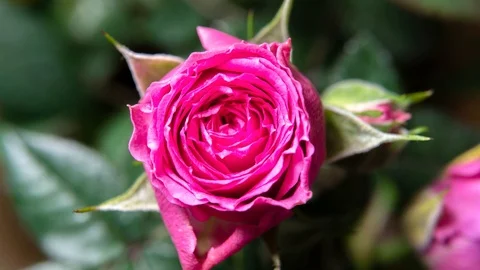 Timelapse. Rose close-up. budding rose Stock Footage 121686181