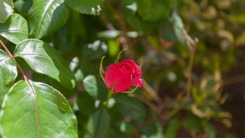 Timelapse of rose that tries to open but then closes again Stock Footage 129571412
