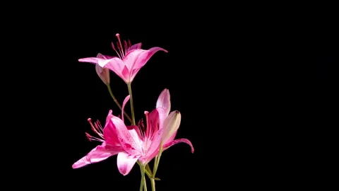Timelapse rotation of an elegant pink lily bouquet isolated on a black... Stock Footage 340198692