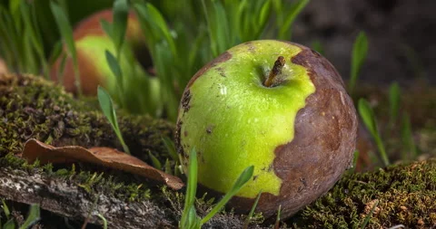 Timelapse Rotting Apple Stock Footage 171450376