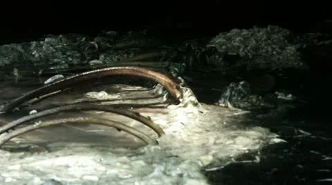 Timelapse rotting carcass 스톡 동영상 11555302