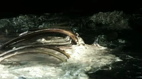 Timelapse rotting carcass 스톡 동영상 11605446