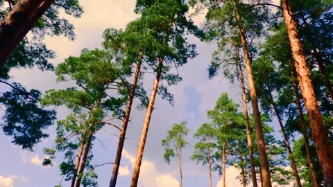 Timelapse. Running clouds against the background of forest and trees Stock-Footage 157285113