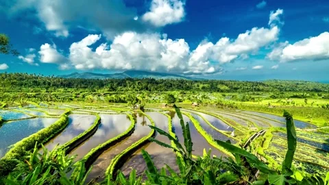 Timelapse: Running Clouds Over Rice Terraces - Bali, Indonesia Stockbeeldmateriaal 281007988