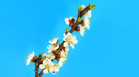 Timelapse sakura on blue 4k Stock Footage 62352111