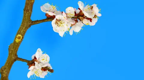 Timelapse sakura on blue Stock Footage 61965988