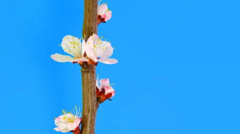 Timelapse sakura on blue Stock Footage 61966031
