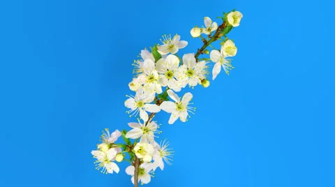 Timelapse sakura on blue Stock Footage 61966098