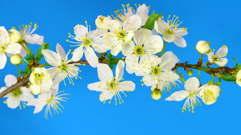 Timelapse sakura on blue Stock Footage 61966170