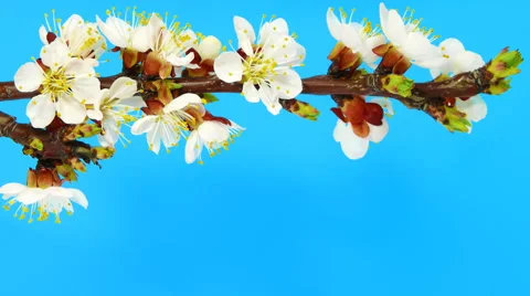 Timelapse sakura on blue Video stock 62232332