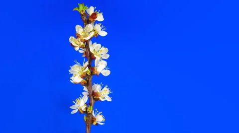 Timelapse sakura on blue Stock Footage 62232462