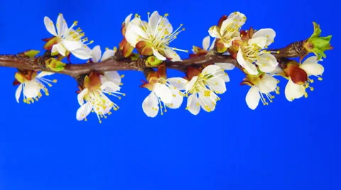 Timelapse sakura on blue Video stock 62232533