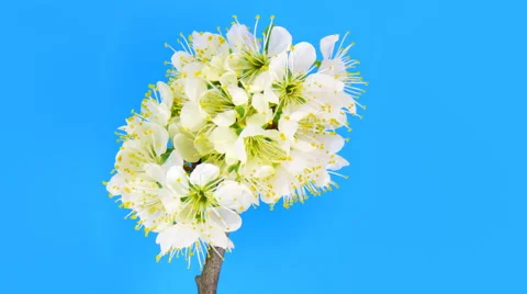 Timelapse sakura on blue Stock Footage 62232633