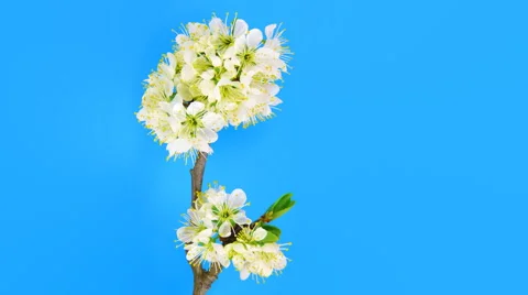 Timelapse sakura on blue Stock Footage 62232697