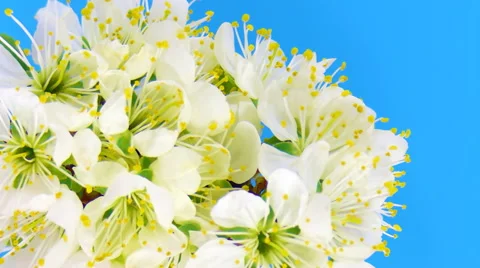 Timelapse sakura on blue Stock Footage 62232726