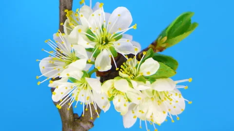 Timelapse sakura on blue Stock Footage 62232756