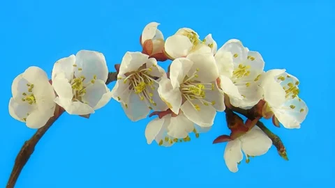 Timelapse sakura on blue Stock Footage 79868846