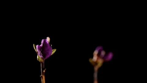 Timelapse sakura flower Stock Footage 128723160