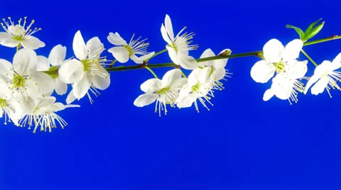 Timelapse sakura in FullHD Stock Footage 37779144