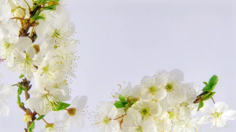 Timelapse sakura in FullHD Stock Footage 37779506