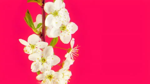 Timelapse sakura in FullHD Stock Footage 37780244