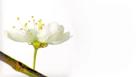 Timelapse Sakura HD Stock Footage 48434772